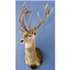 Image 1 : RED STAG SHOULDER MOUNT