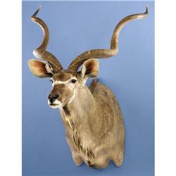 EASTERN CAPE GREATER KUDU SHOULDER MOUNT