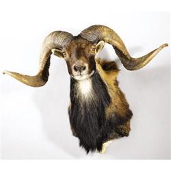 CORSICAN SHEEP SHOULDER MOUNT