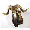 Image 1 : CORSICAN SHEEP SHOULDER MOUNT