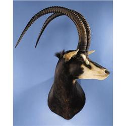 RECORD-BOOK SABLE SHOULDER MOUNT