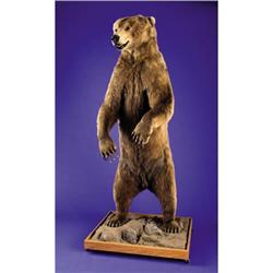 STANDING ALASKAN BROWN BEAR FULL-BODY MOUNT