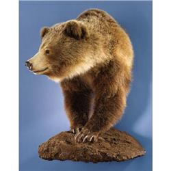 GRIZZLY BEAR HALF-BODY MOUNT