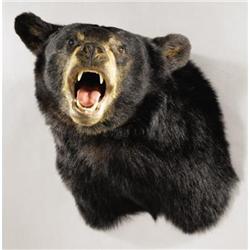 BLACK BEAR SHOULDER MOUNT