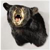Image 1 : BLACK BEAR SHOULDER MOUNT