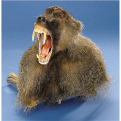 OLIVE BABOON PEDESTAL SHOULDER MOUNT