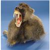 Image 1 : OLIVE BABOON PEDESTAL SHOULDER MOUNT