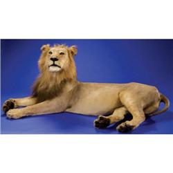AFRICAN LION FULL-BODY MOUNT