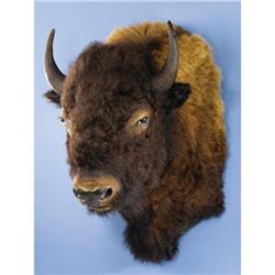 AMERICAN BISON SHOULDER MOUNT
