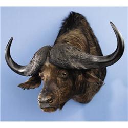 RECORD-BOOK CAPE BUFFALO SHOULDER MOUNT