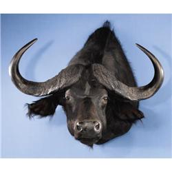 CAPE BUFFALO SHOULDER MOUNT