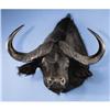 Image 1 : CAPE BUFFALO SHOULDER MOUNT