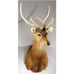 JAPANESE SIKA DEER SHOULDER MOUNT