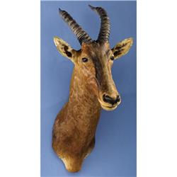 AFRICAN TIANG SHOULDER MOUNT