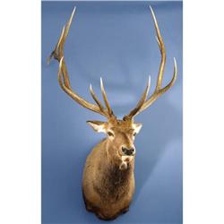 6 x 6 ELK SHOULDER MOUNT