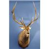 Image 1 : 6 x 6 ELK SHOULDER MOUNT