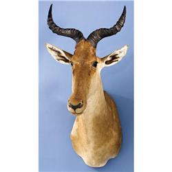 COKE'S HARTEBEEST SHOULDER MOUNT