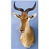 Image 1 : COKE'S HARTEBEEST SHOULDER MOUNT