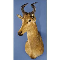 LICHTENSTEIN'S HARTEBEEST SHOULDER MOUNT