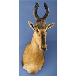 RED CAPE HARTEBEEST SHOULDER MOUNT