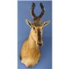 Image 1 : RED CAPE HARTEBEEST SHOULDER MOUNT