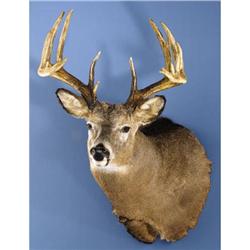177 BOONE & CROCKETT GROSS 155-POINT WHITE-TAIL