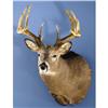 Image 1 : 177 BOONE & CROCKETT GROSS 155-POINT WHITE-TAIL