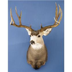 ROCKY MOUNTAIN MULE DEER SHOULDER MOUNT