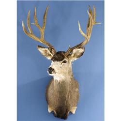 ROCKY MOUNTAIN MULE DEER SHOULDER MOUNT