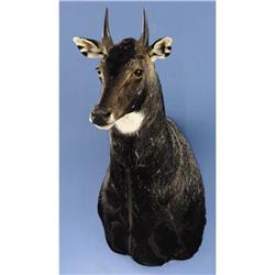 NILGAI ANTELOPE SHOLDER MOUNT