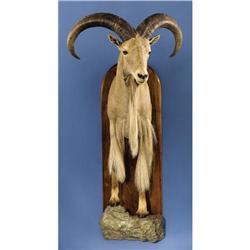AOUDAD SHEEP HALF-BODY MOUNT