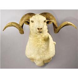MERINO SHEEP SHOULDER MOUNT