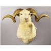 Image 1 : MERINO SHEEP SHOULDER MOUNT