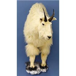 ROCKY MOUNTAIN GOAT HALF-BODY MOUNT