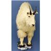 Image 1 : ROCKY MOUNTAIN GOAT HALF-BODY MOUNT