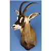 Image 1 : SOUTHERN ROAN ANTELOPE SHOULDER MOUNT