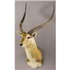 Image 1 : RECORD-BOOK KAFUE FLATS LECHWE SHOULDER MOUNT