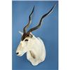 Image 1 : ADDAX ANTELOPE SHOULDER MOUNT