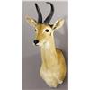 Image 1 : EASTERN BOHOR REEDBUCK SHOULDER MOUNT