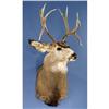 Image 1 : DOUBLE-DROP MULE DEER SHOULDER MOUNT