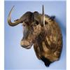 Image 1 : BLACK WILDEBEEST SHOULDER MOUNT