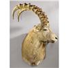 Image 1 : SIBERIAN IBEX SHOULDER MOUNT