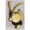 Image 1 : GREDOS IBEX SHOULDER MOUNT