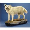 Image 1 : ARCTIC WOLF FULL-BODY MOUNT
