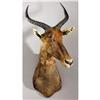 Image 1 : AFRICAN TSESSEBEE SHOULDER MOUNT