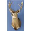 Image 1 : WEST TEXAS DESERT MULE DEER SHOULDER MOUNT