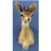 Image 1 : SALT DIK-DIK SHOULDER MOUNT