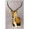 Image 1 : BLACK LECHWE SHOULDER MOUNT