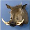 Image 1 : RECORD-CLASS AFRICAN WARTHOG SHOULDER MOUNT
