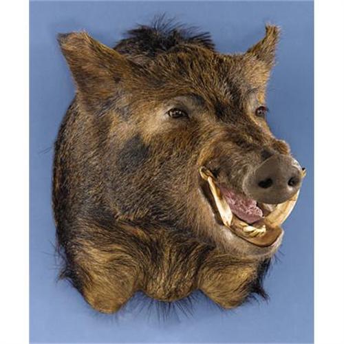 RAZORBACK WILD BOAR SHOULDER MOUNT